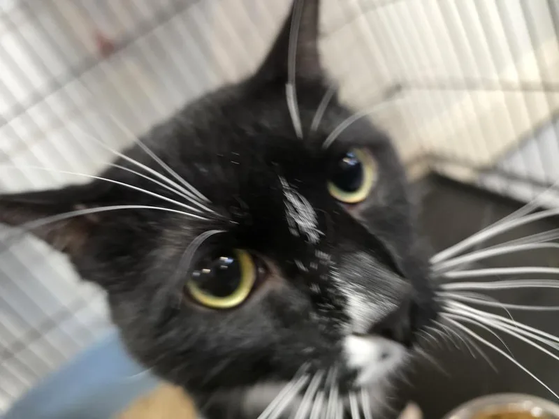 An adult large-sized male Black & White / Tuxedo Domestic Short Hair cat named Max for adoption in Southbury, CT