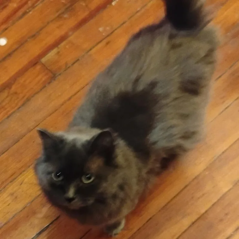 An adult small-sized female Gray / Blue / Silver Domestic Long Hair cat named Sassie for adoption in Lima, OH
