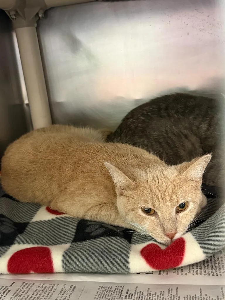 A young medium-sized male Domestic Short Hair cat named Pick Up Sticks for adoption in Cincinnati, OH