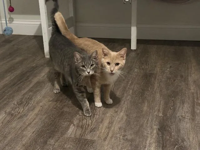 Pick Up Sticks thumbnail 2