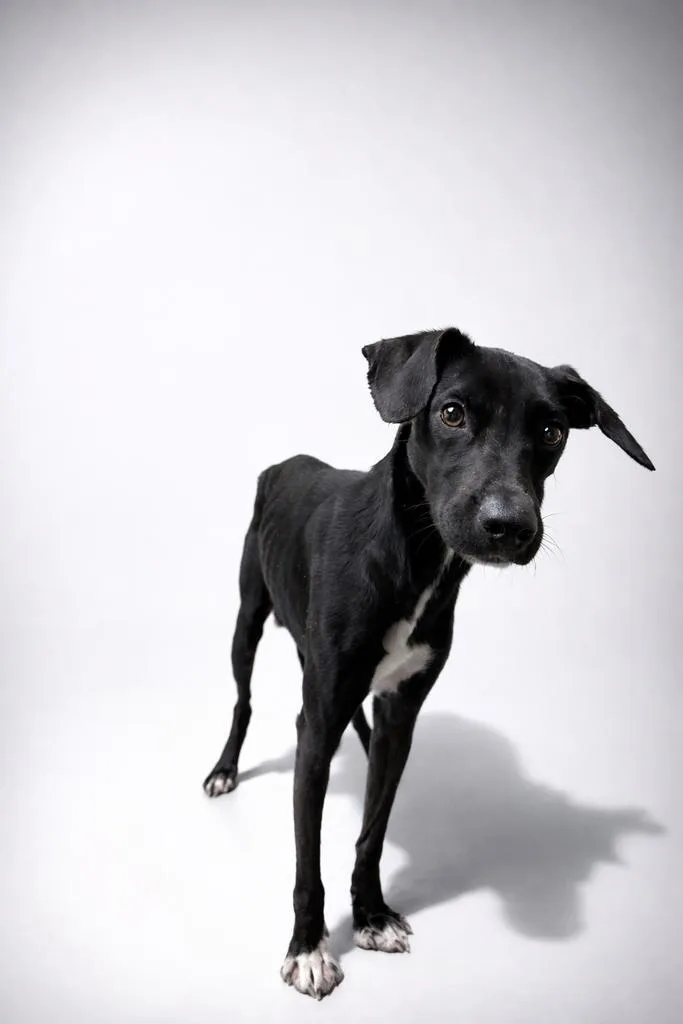 An adult medium-sized female Mixed Breed dog named Tiana for adoption in Florence, SC