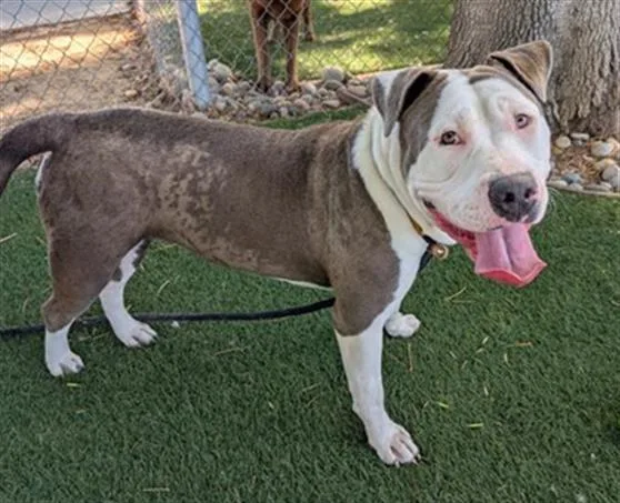An adult large-sized female Pit Bull Terrier dog named Honey Dijon for adoption in Antioch, CA