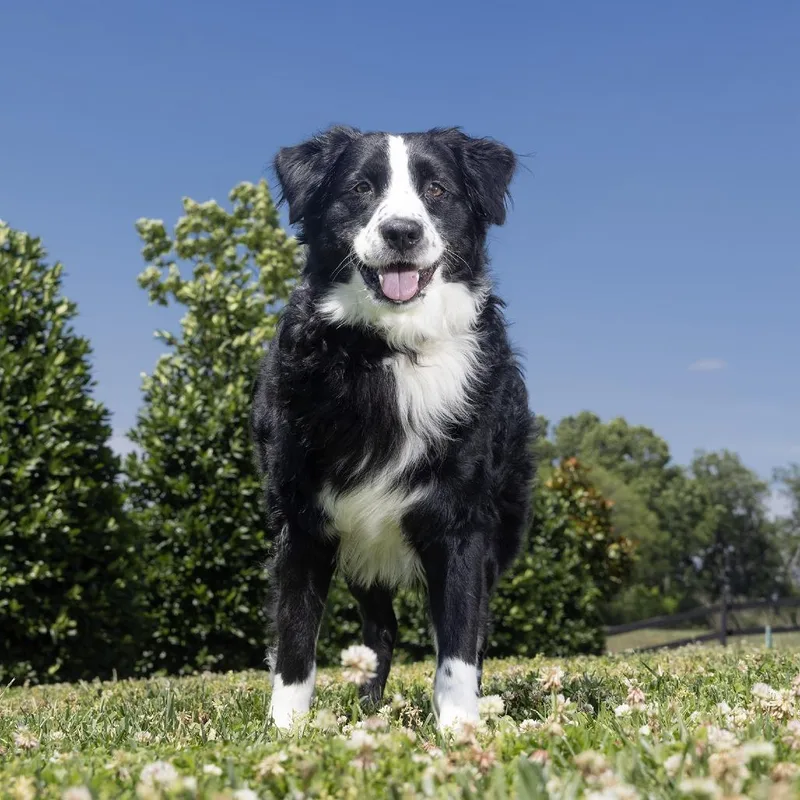 A senior medium-sized male Black Australian Shepherd dog named Ranger for adoption in Franklin, TN
