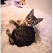 A baby small-sized male Brown / Chocolate Domestic Short Hair cat named Puff for adoption in Lakewood, CO