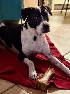 A baby medium-sized female English Pointer dog named Bliss for adoption in Royal Palm Beach, FL