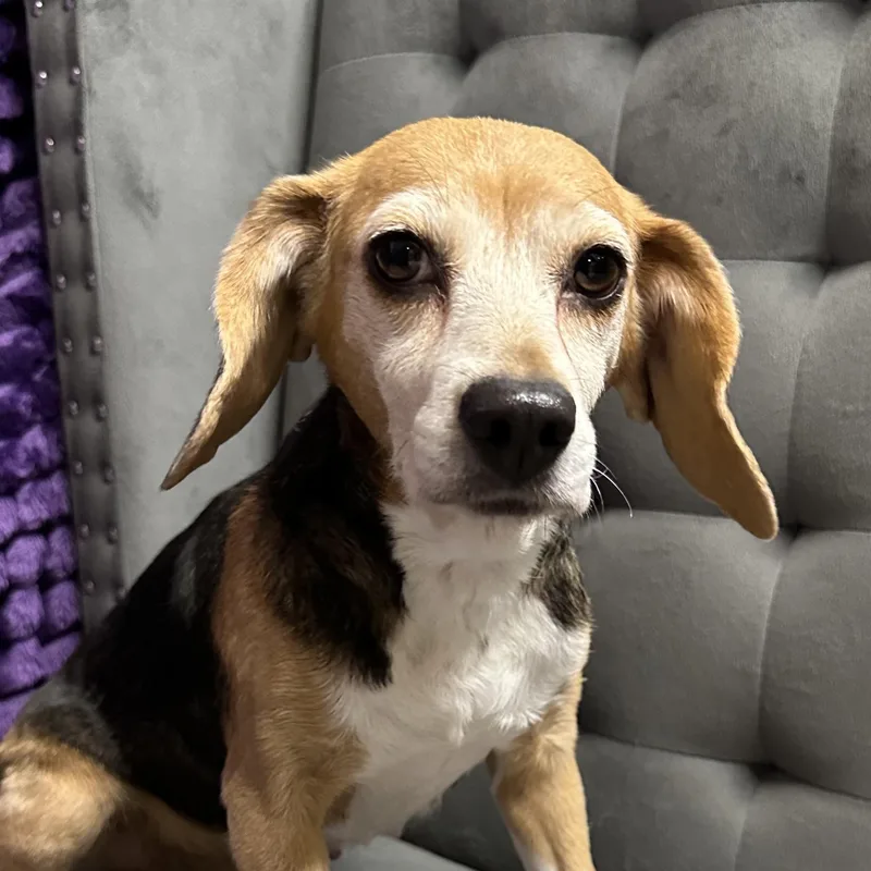 Tutti Fruity Tally thumbnail 2