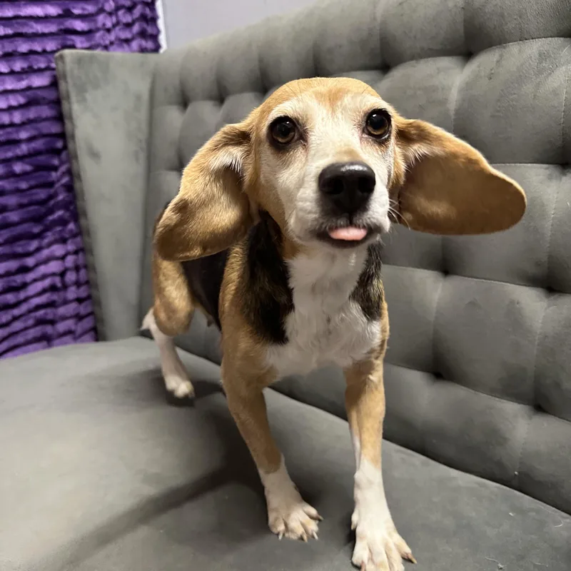 Tutti Fruity Tally thumbnail 3