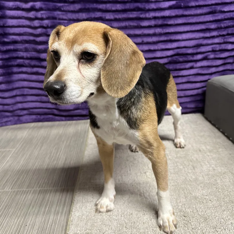 Tutti Fruity Tally thumbnail 5