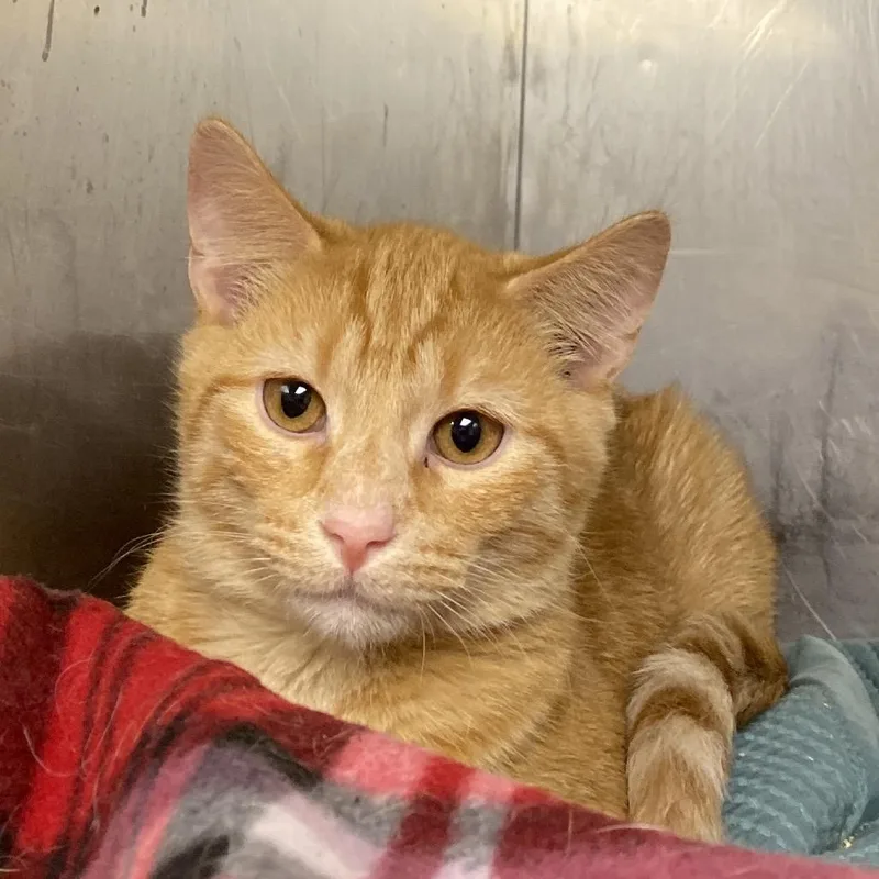 An adult medium-sized male Orange / Red Domestic Short Hair cat named Garfield for adoption in Madisonville, KY