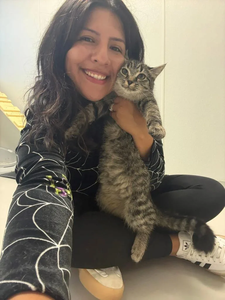 A young small-sized female Domestic Short Hair cat named Taytum for adoption in Dalton, GA