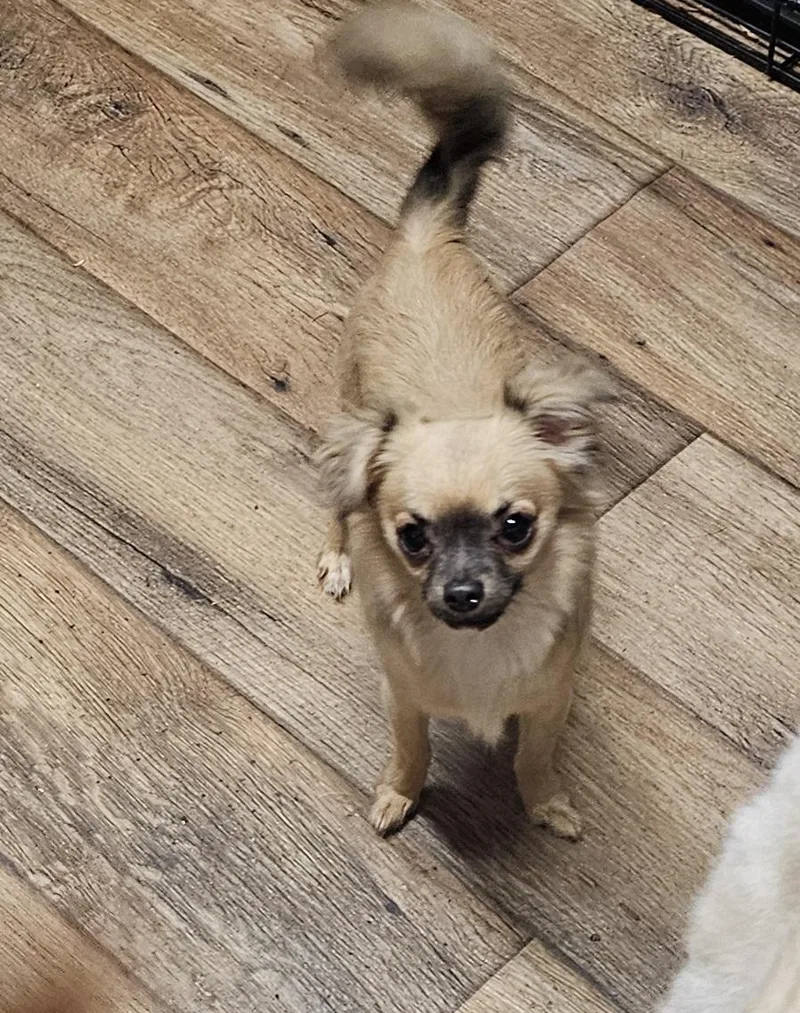 A young small-sized male Golden Chihuahua dog named Sonic for adoption in Chesnee, SC