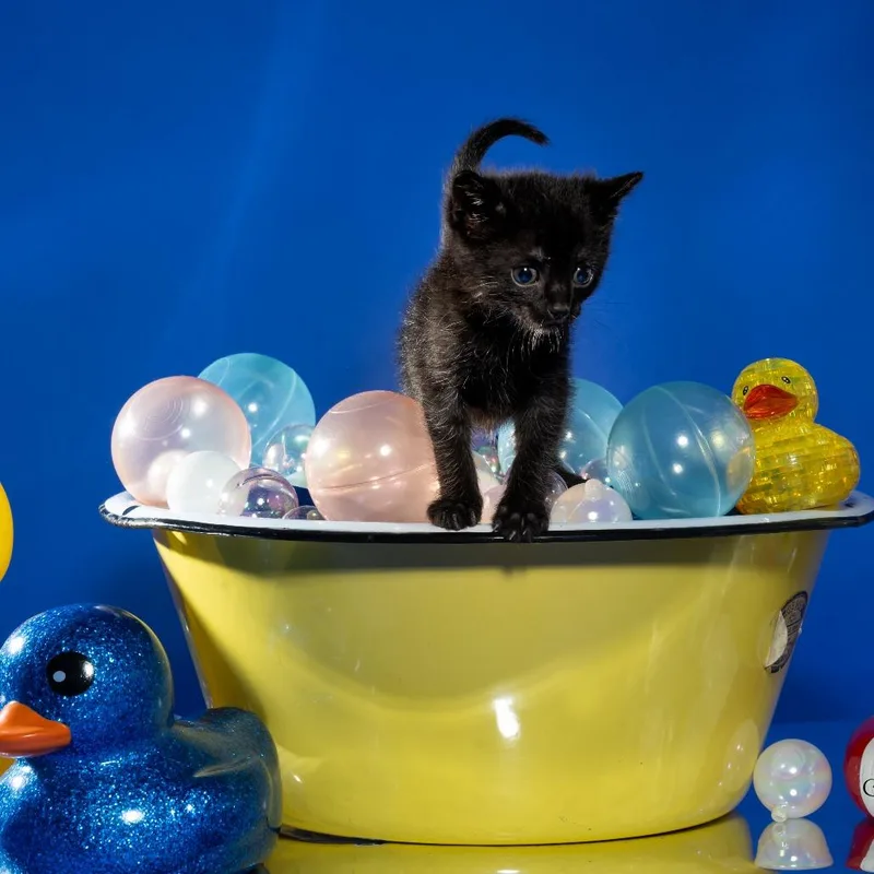 A baby small-sized male Black Domestic Short Hair cat named Biscuit for adoption in Tipton, IN