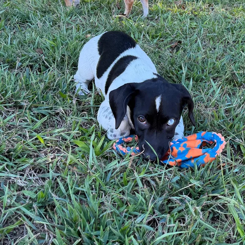 A young small-sized male Dachshund dog named Boo for adoption in Sequatchie, TN