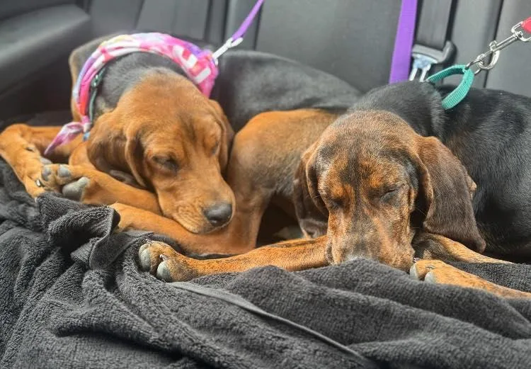 A baby large-sized female Hound dog named Bubbles for adoption in Holbrook, NY