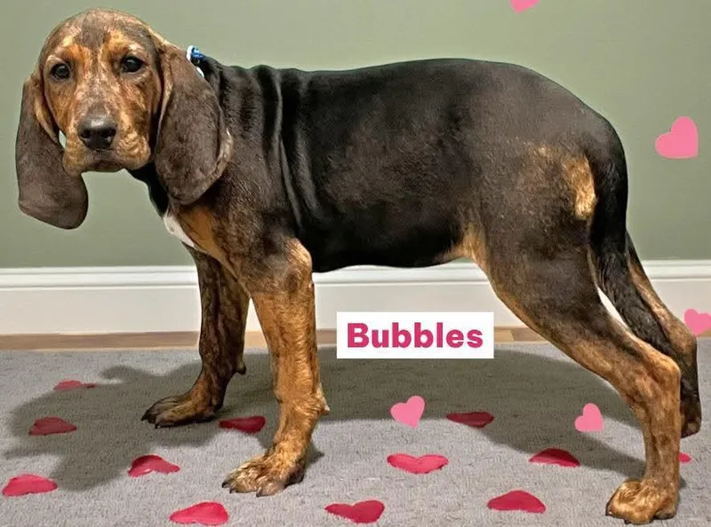 Bubbles thumbnail 2