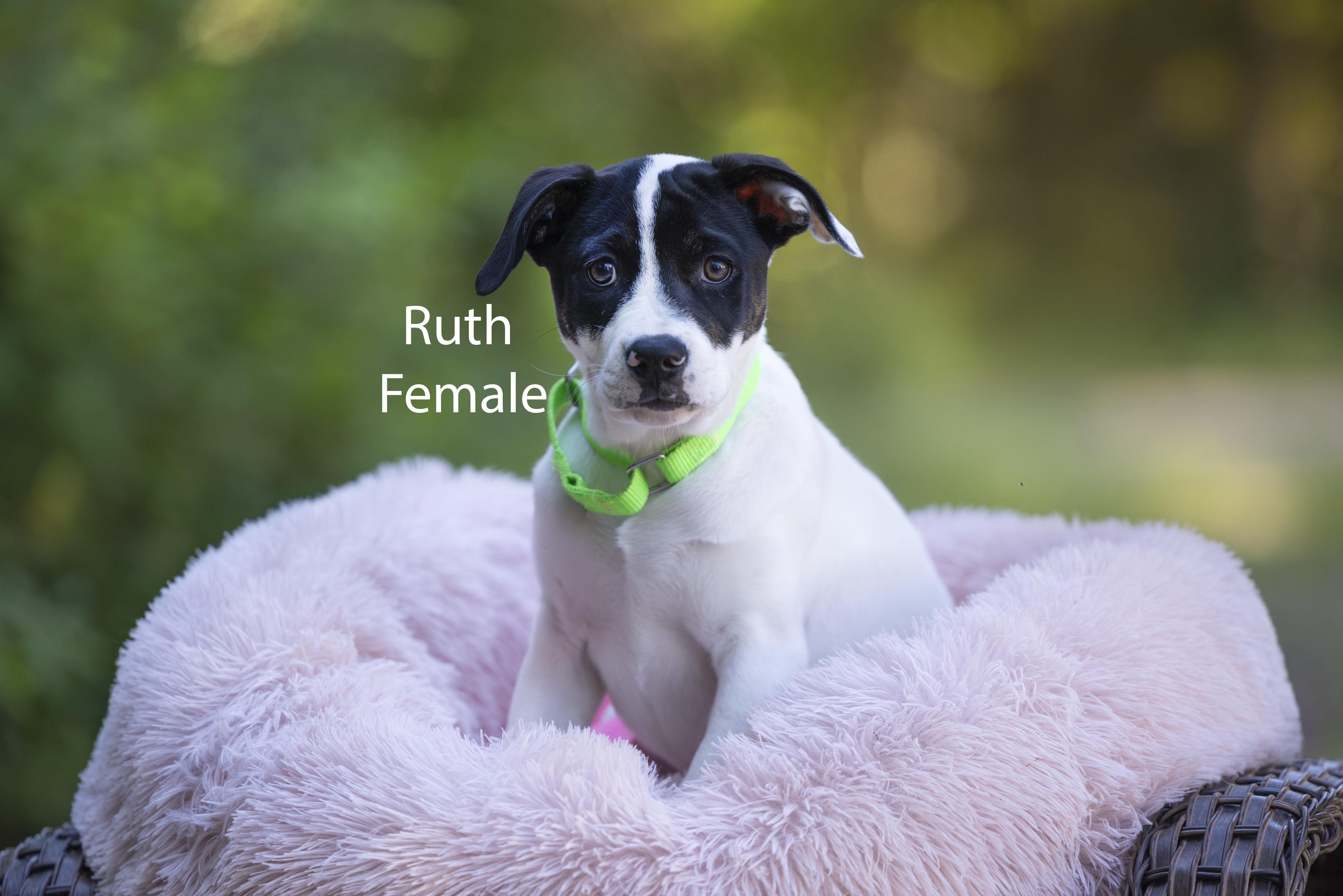 A baby medium-sized female Black Retriever dog named Ruth for adoption in Pawleys Island, SC