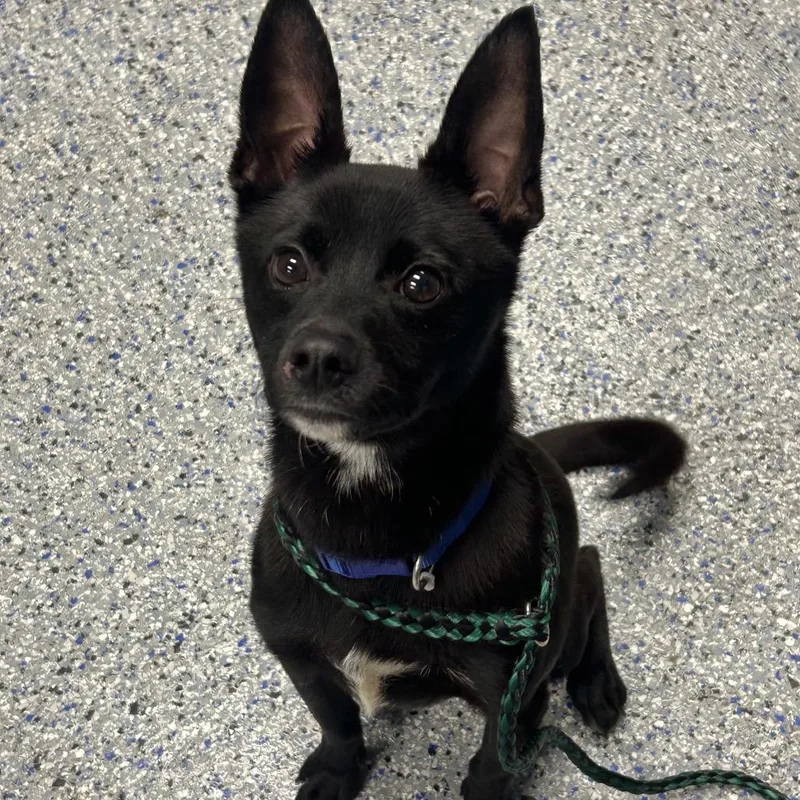 An adult small-sized male Black Chihuahua dog named Cinco for adoption in Greenville, SC