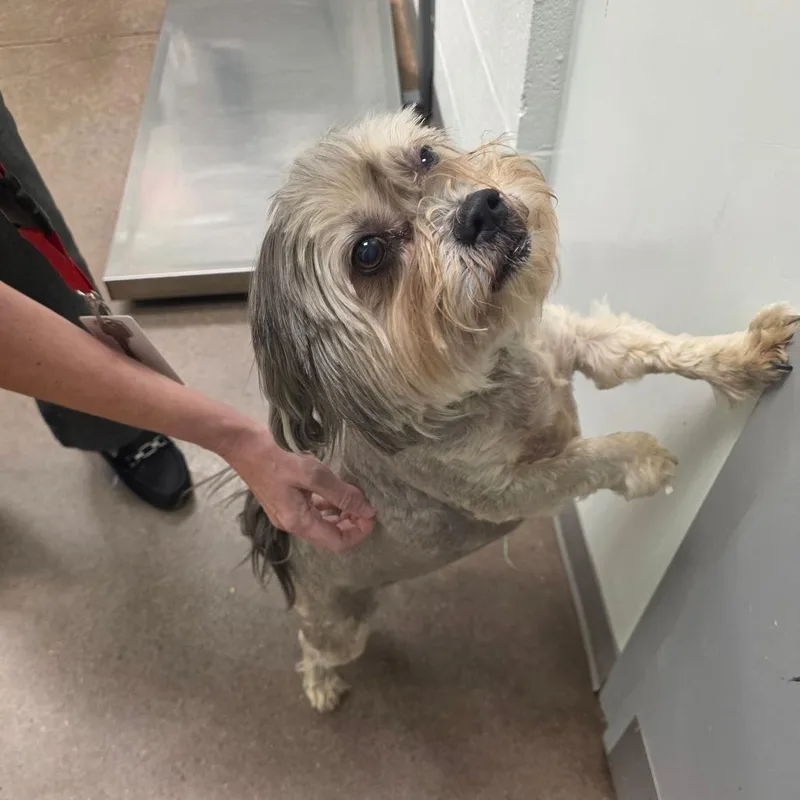 An adult small-sized male Gray / Blue / Silver Shih Tzu dog named Kentucky Blue for adoption in Chattanooga, TN
