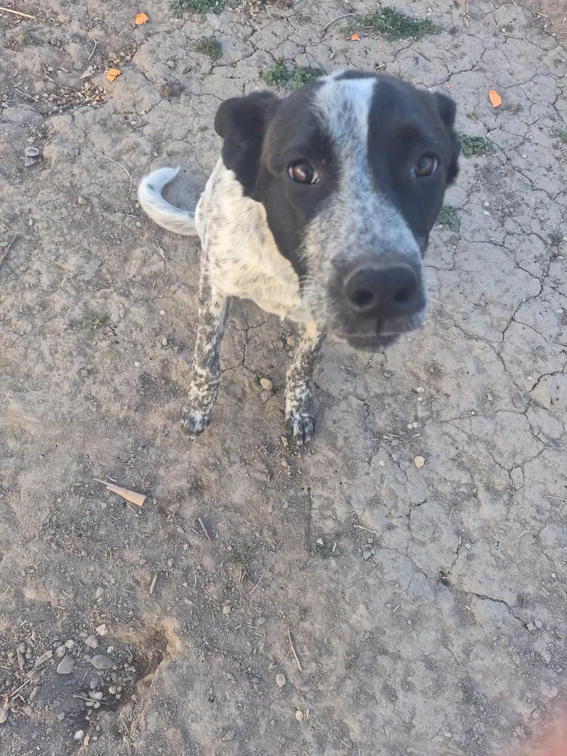 A young medium-sized male Australian Cattle Dog / Blue Heeler dog named Oreo for adoption in Pocatello, ID