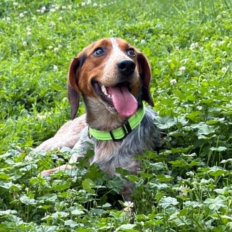 An adult medium-sized male Tricolor (Brown, Black, & White) Beagle dog named Buckskin for adoption in Martinsville, IN