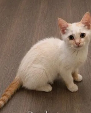 A baby small-sized male Orange & White Siamese cat named Rockstar for adoption in Homer Glen, IL