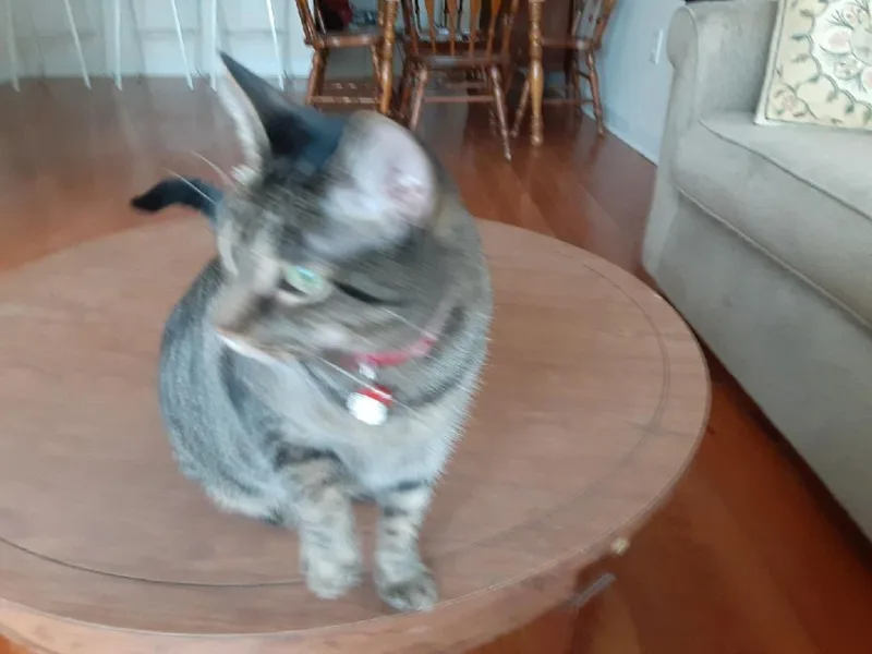 Tinkerbell thumbnail 2