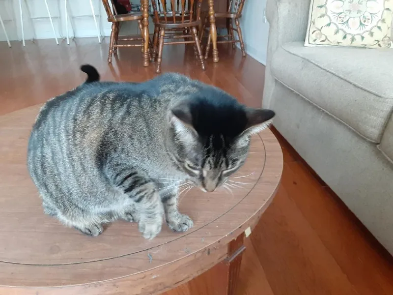 Tinkerbell thumbnail 3