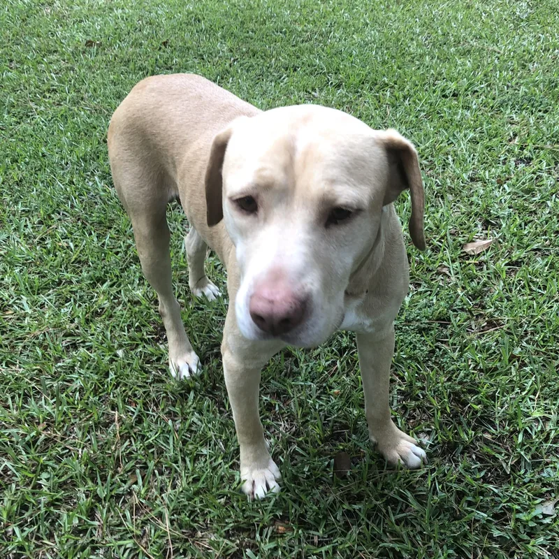 An adult medium-sized male Yellow / Tan / Blond / Fawn Labrador Retriever dog named Pops for adoption in Columbia, SC