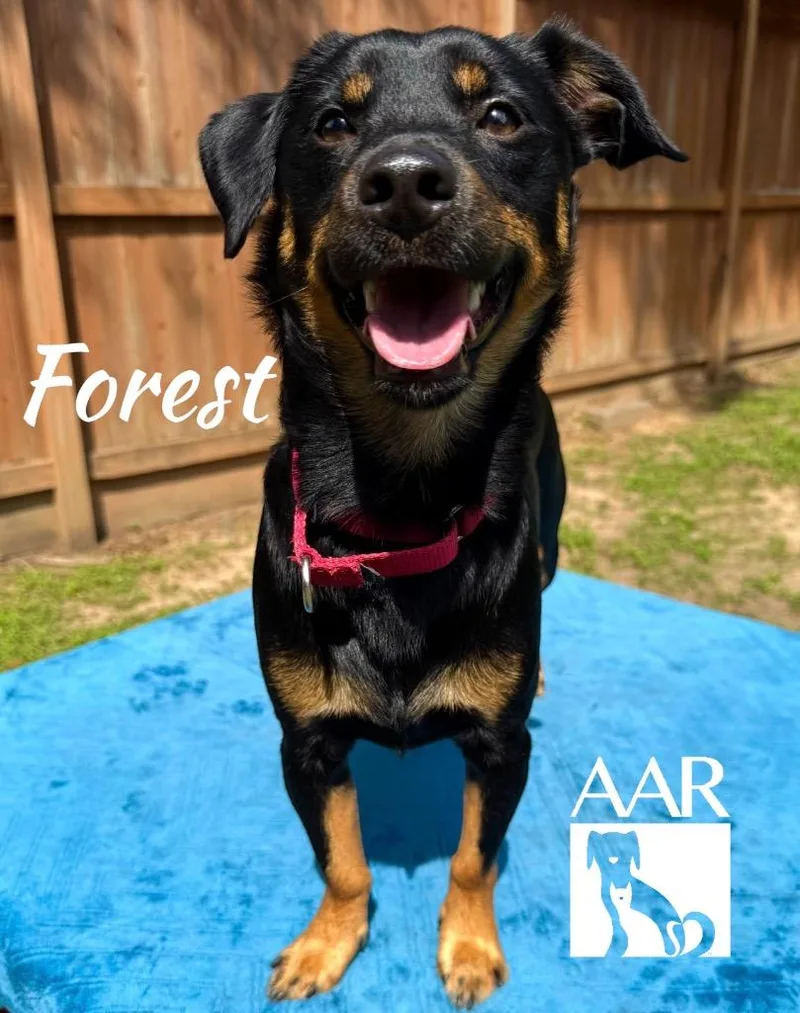 A young small-sized male Australian Kelpie dog named Forest for adoption in Magnolia, TX