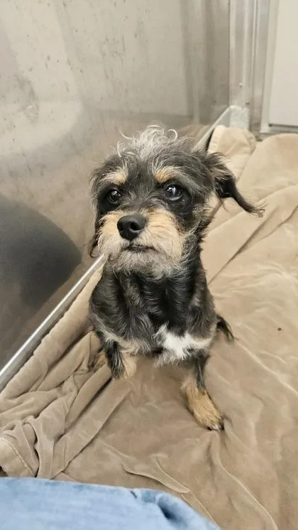 A young small-sized male Black Terrier dog named Louie for adoption in Annapolis, MD