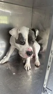 A young large-sized male Mixed Breed dog named Deuce for adoption in Dallas, TX