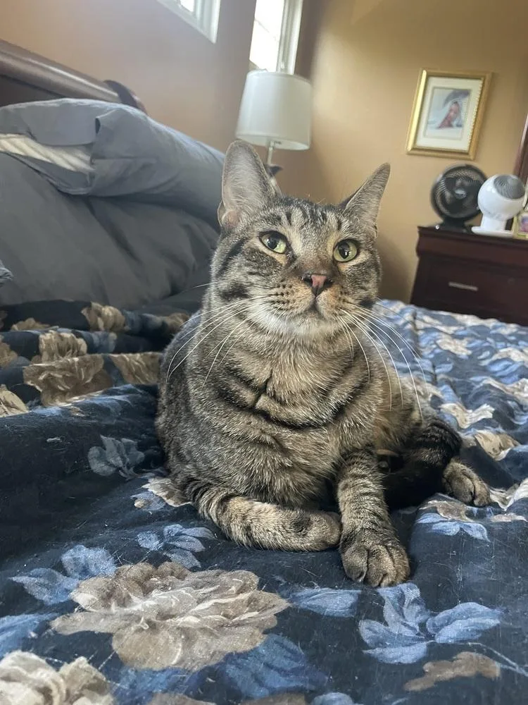 Thunderbird Special Needs