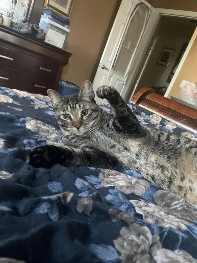 Thunderbird Special Needs thumbnail 2