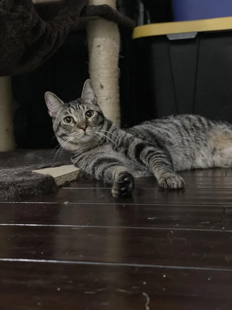 Thunderbird Special Needs thumbnail 3