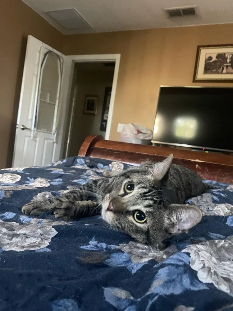 Thunderbird Special Needs thumbnail 4