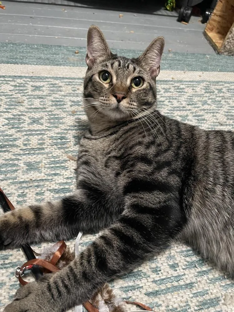 Thunderbird Special Needs thumbnail 5