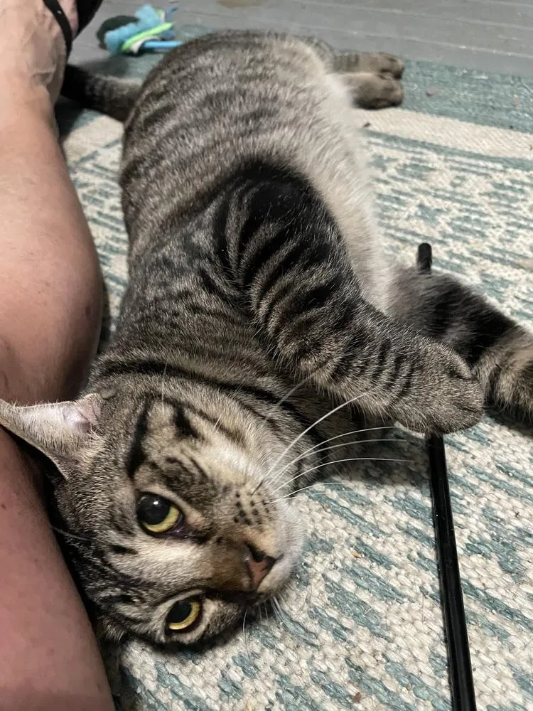 Thunderbird Special Needs thumbnail 6