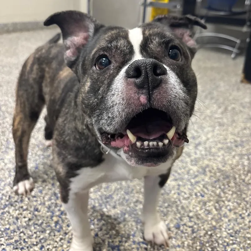 A senior medium-sized female Mixed Breed dog named Cookie for adoption in Fairport, NY