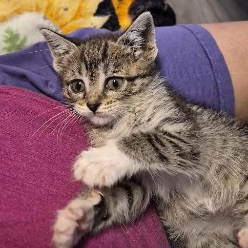 A baby small-sized female Brown / Chocolate Domestic Short Hair cat named Kazoo for adoption in South Elgin, IL