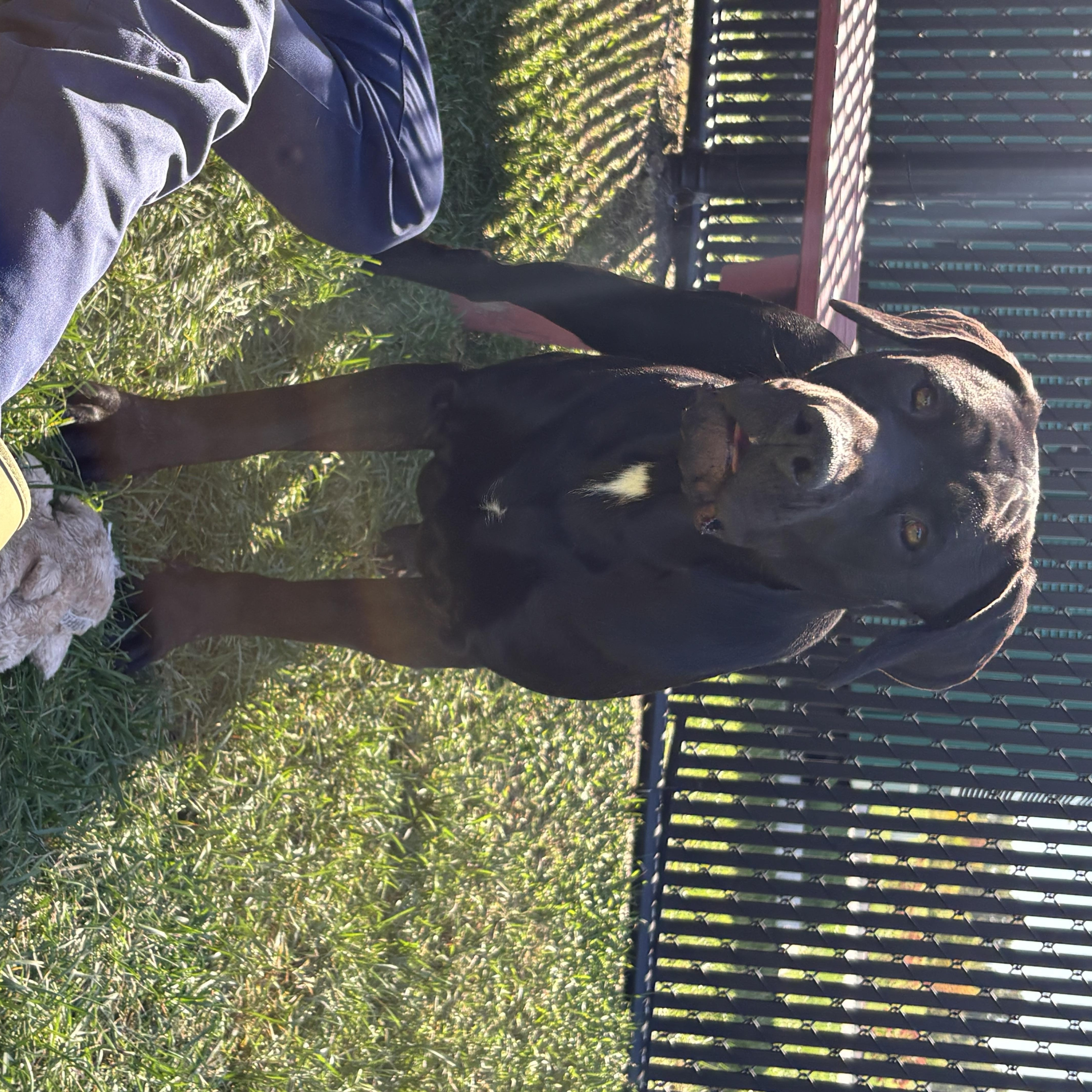 A young large-sized female Black Labrador Retriever dog named Maggie for adoption in Kankakee, IL