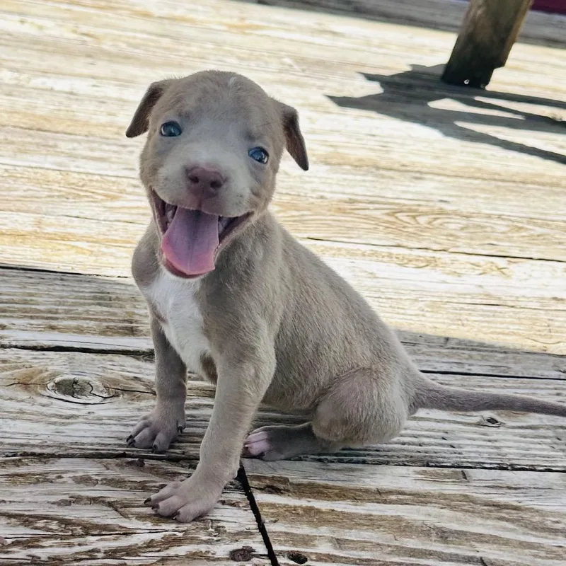 A baby medium-sized female Brown / Chocolate Mixed Breed dog named Glory for adoption in St. Charles, MO