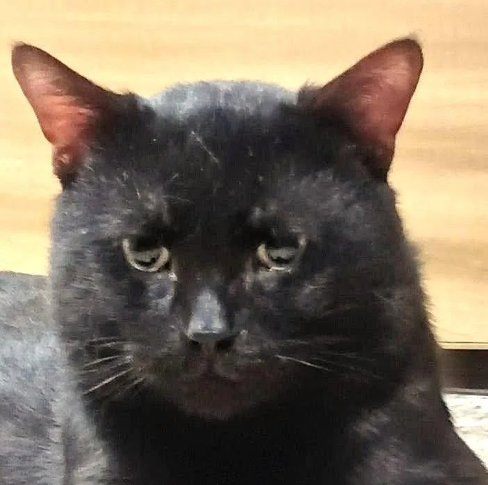 An adult medium-sized male Black Domestic Short Hair cat named Gato for adoption in Herndon, VA