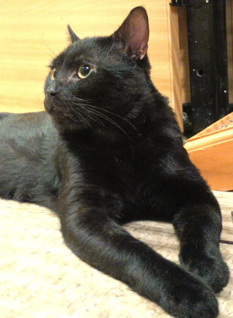 Gato thumbnail 2