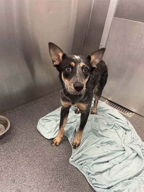 A young medium-sized female Mixed Breed dog named Sunshine for adoption in Dallas, TX