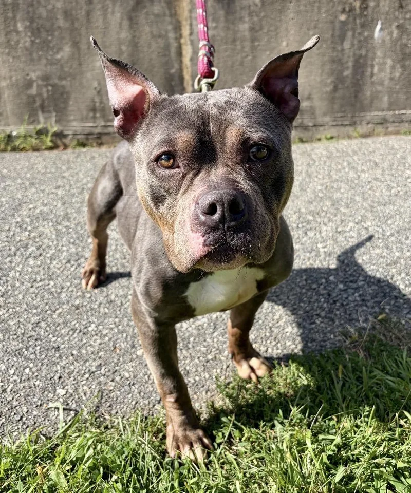 An adult medium-sized female Pit Bull Terrier dog named Rose for adoption in Mendham, NJ