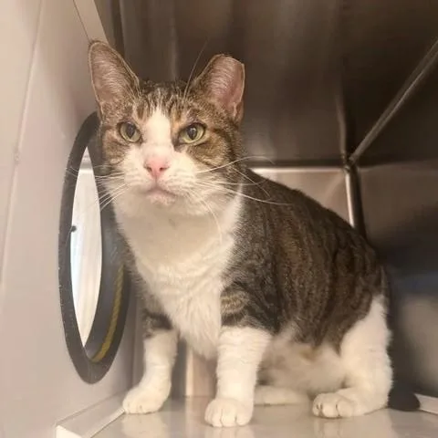 A senior medium-sized female Tabby (Brown / Chocolate) Domestic Short Hair cat named Sweet Pea for adoption in Fayetteville, AR
