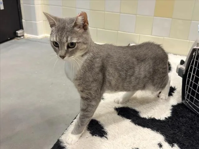 A young small-sized female Domestic Short Hair cat named Mama Mimi for adoption in Chapel Hill, NC