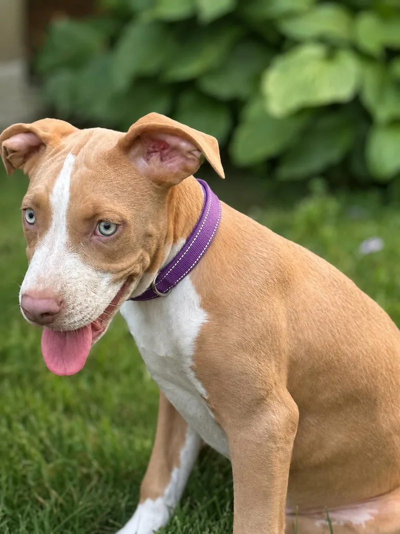 A baby medium-sized female Yellow / Tan / Blond / Fawn Boxer dog named Sadie for adoption in Pleasant Valley, NY