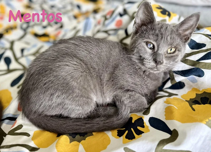 A baby small-sized female Domestic Medium Hair cat named Mentos for adoption in Lacona, NY