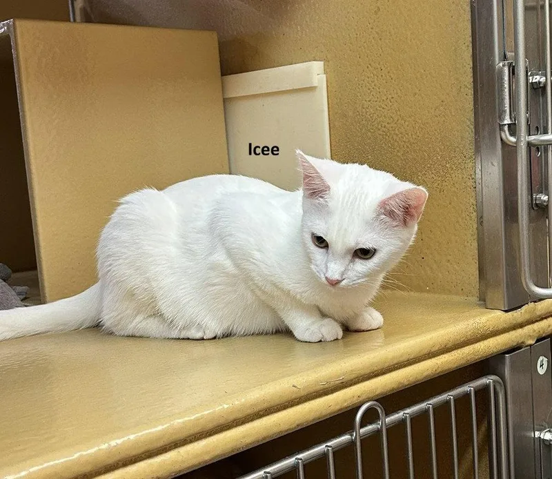 A young medium-sized female White Domestic Short Hair cat named Icee  Snowman & for adoption in Herndon, VA